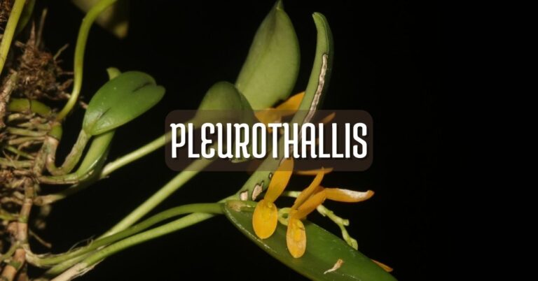 Orquídea Pleurothallis cuidados básicos