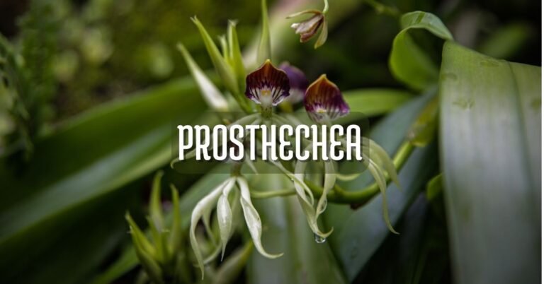 Orquídea prosthechea