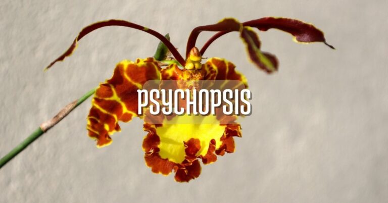 orquídea psychopsis, mariposa, fantasma