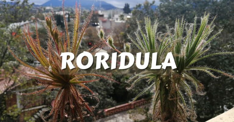 Roridula cuidados