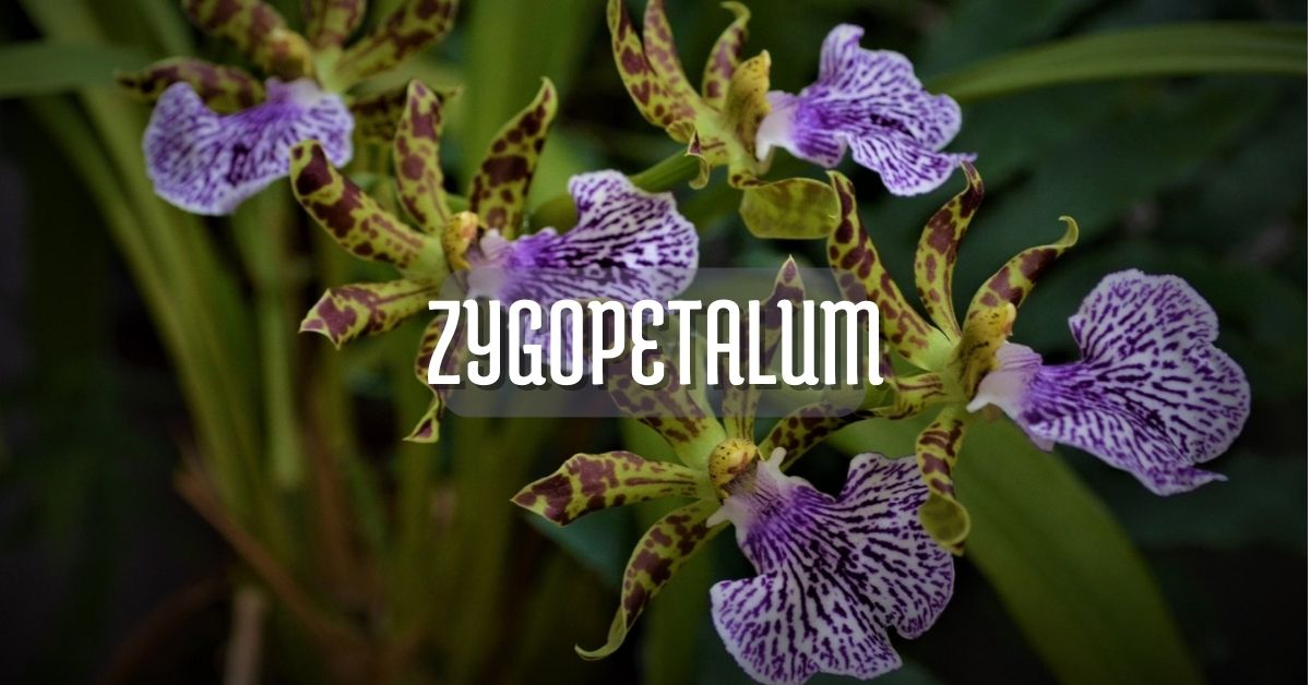 Orquídea Zygopetalum