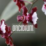 Orquídea Oncidium, también conocida como Oncidio