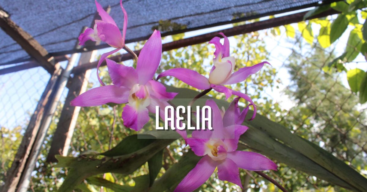 Orquídea Laelia en flor