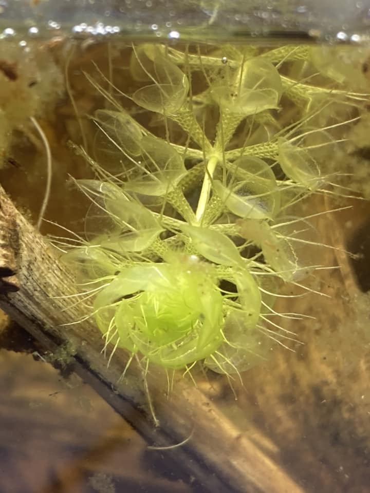 aldrovanda cuidados en acuario