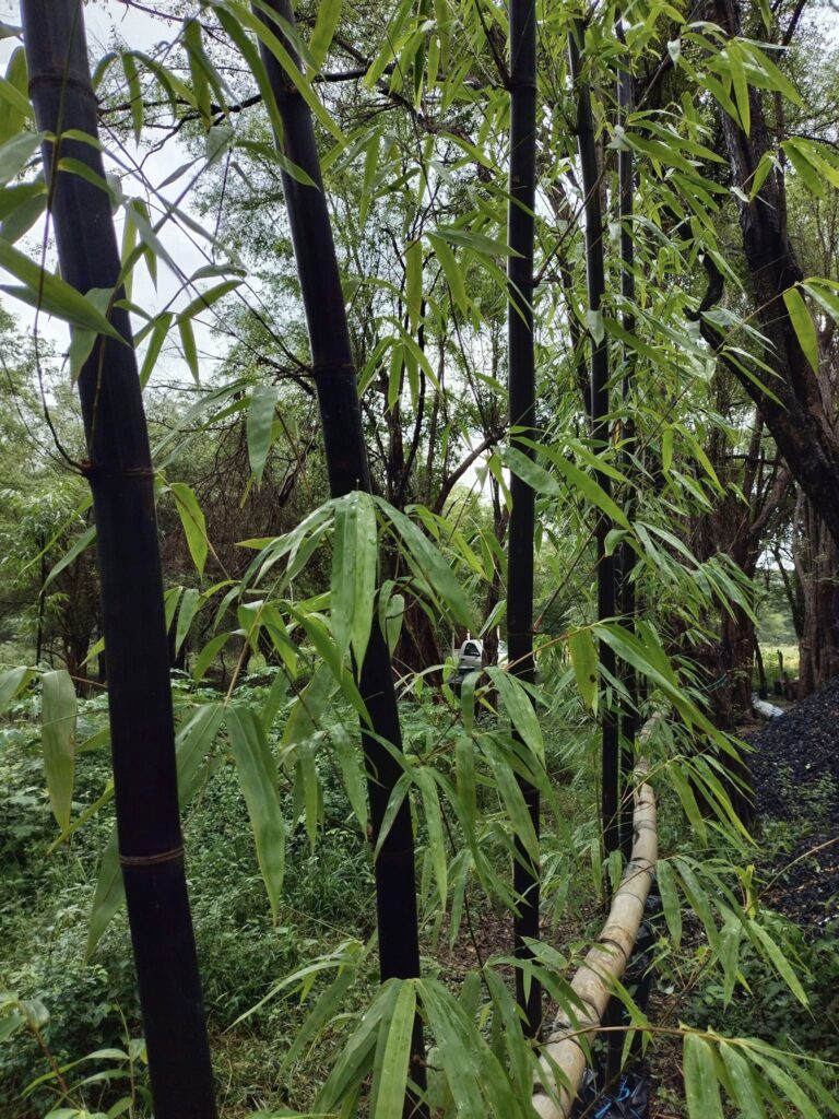 cosecha de bambu