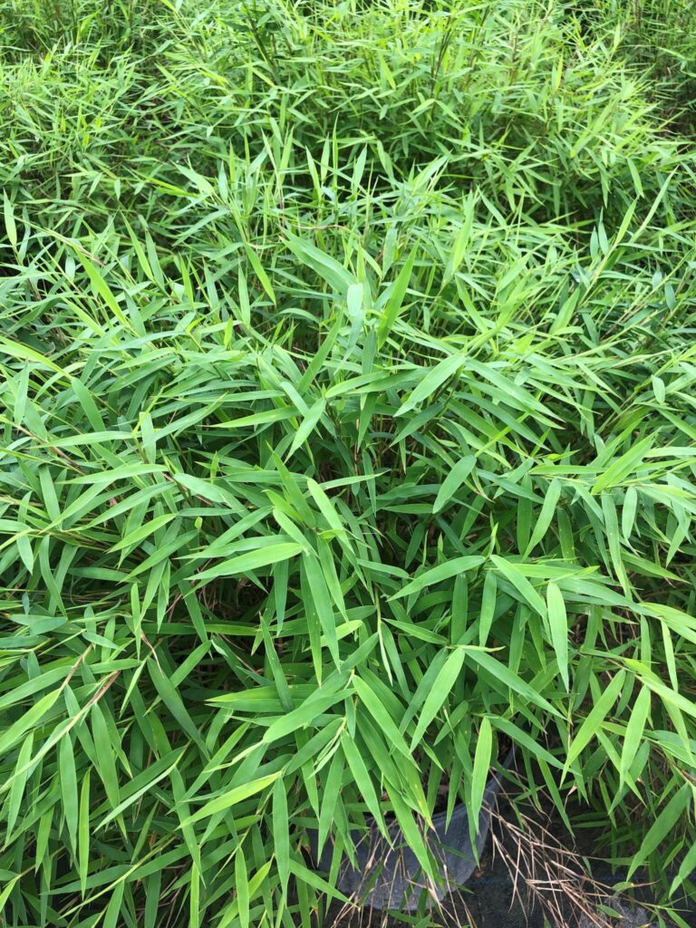 bambú enano cultivo y cuidados