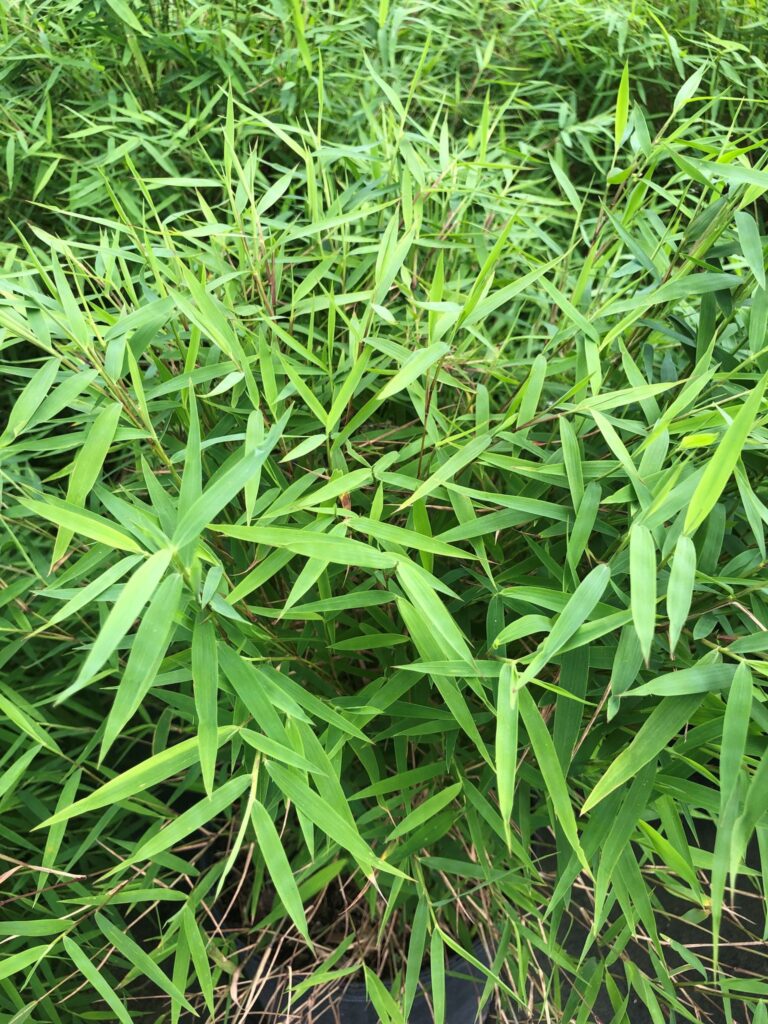 bambú enano (Pogonatherum paniceum)
