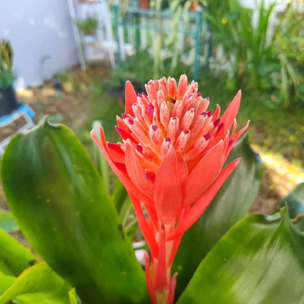 flores de bromelia billbergia
