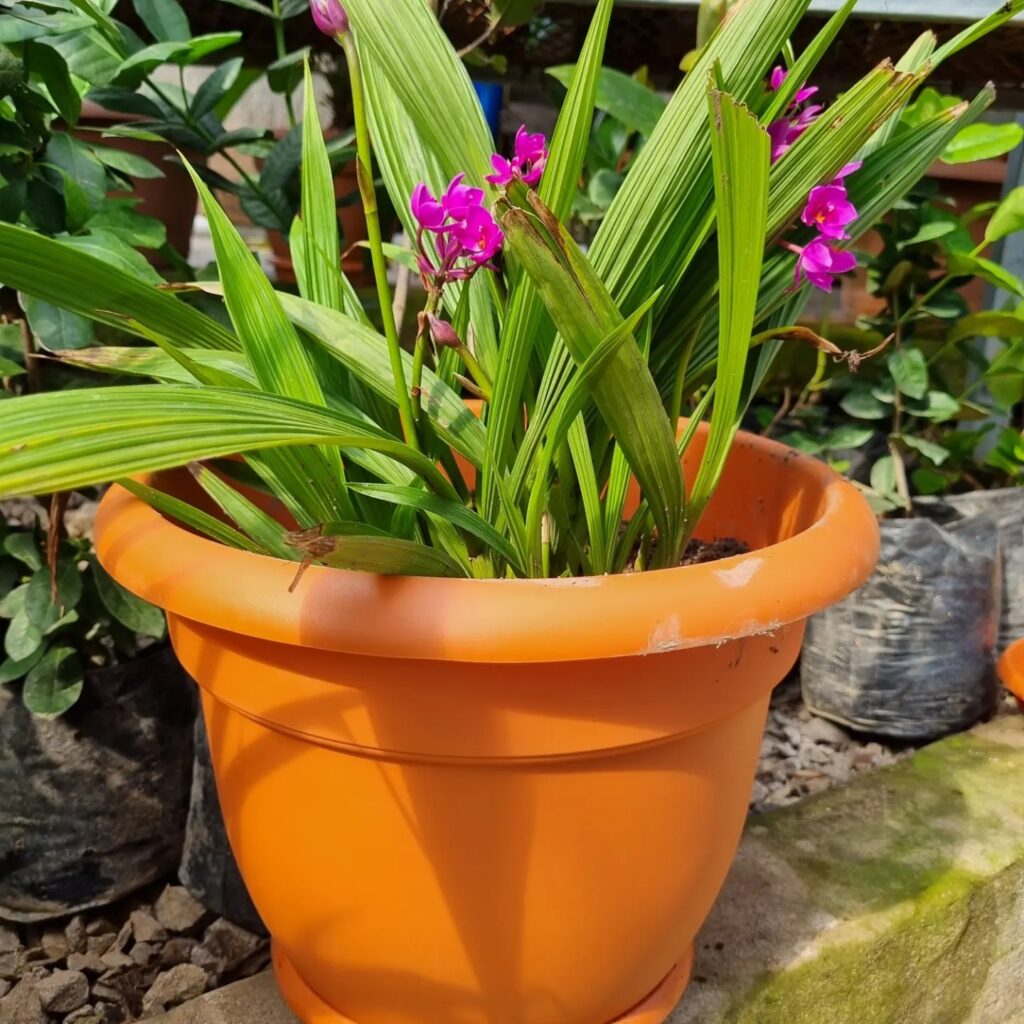 orquídea Bletilla