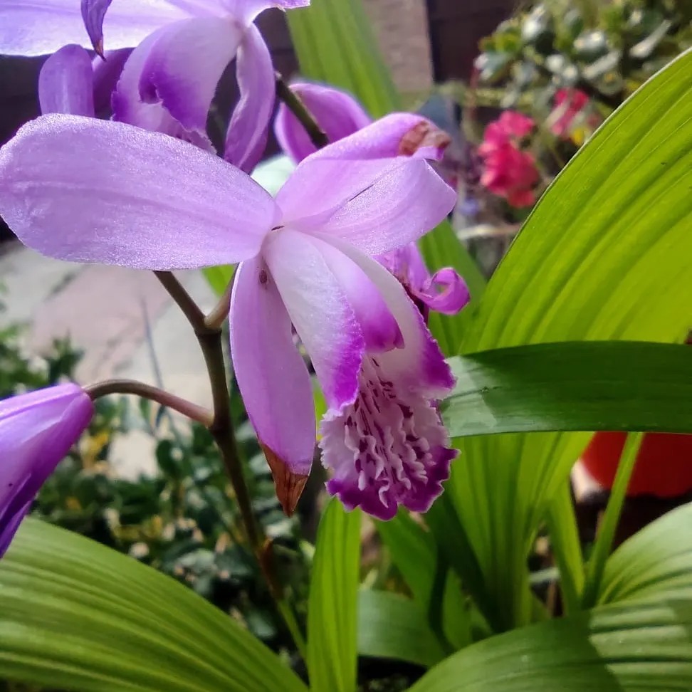 orquídeas rosas