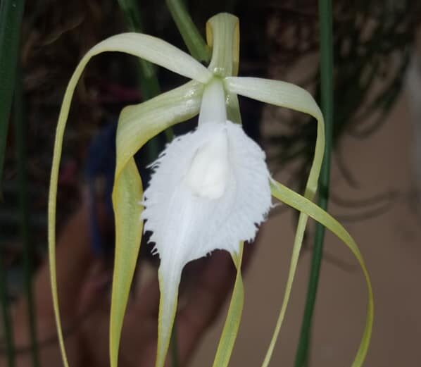 orquídea brassavola