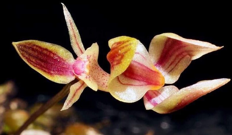 flor de bulbophyllum