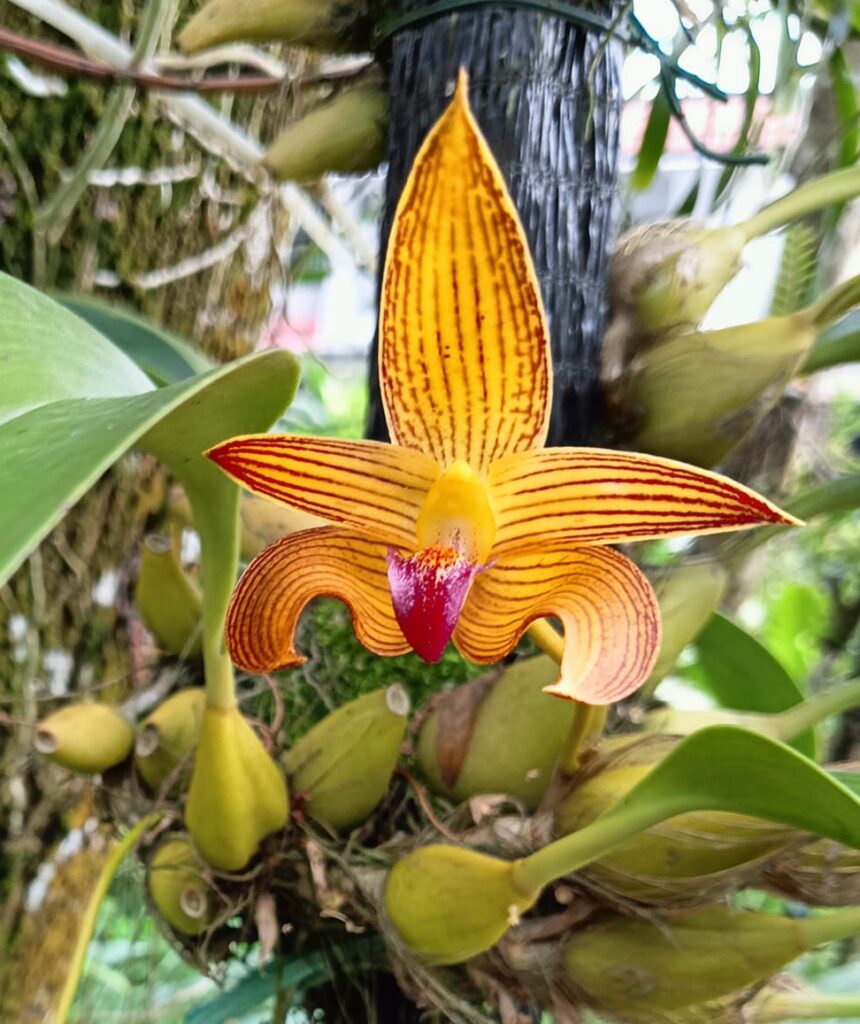 bulbophyllum salvaje