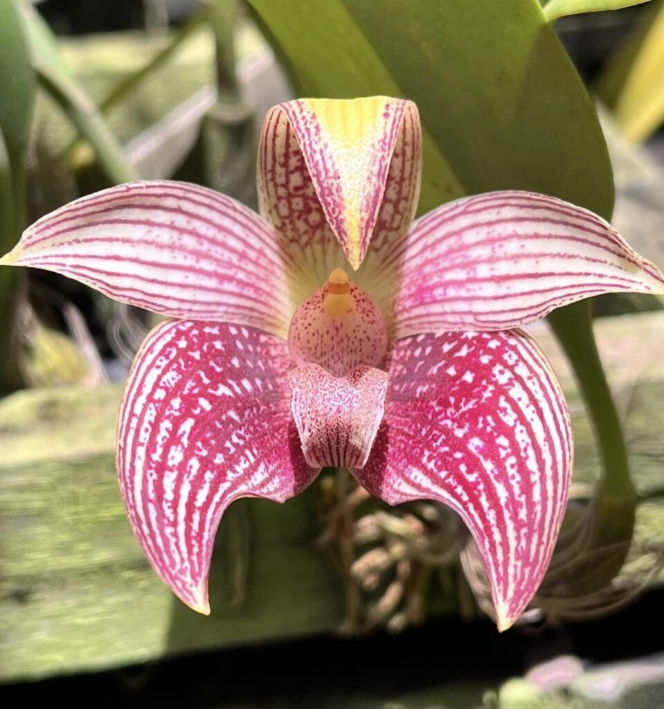 flor de orquídea Bulbophyllum orquídeas rosas