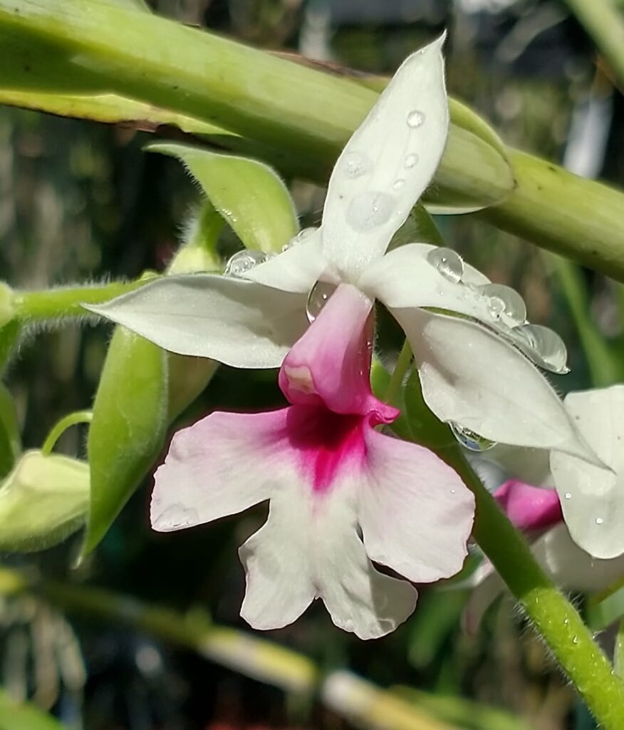 Orquídea Calanthe