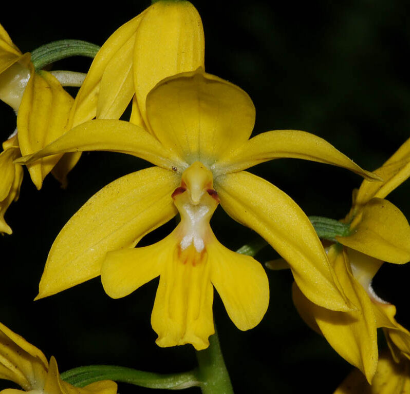 flor de orquídea calanthe