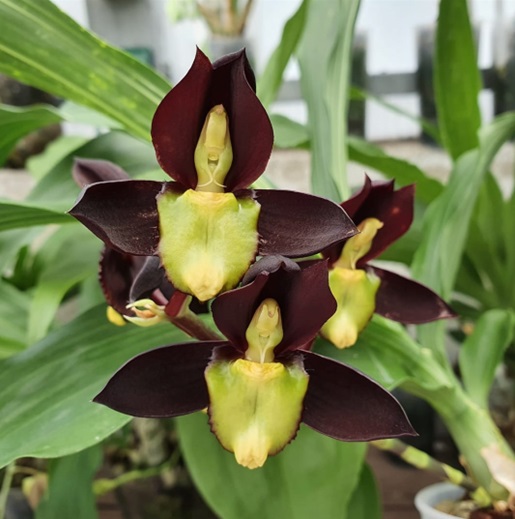 orquídea Catasetum en interior