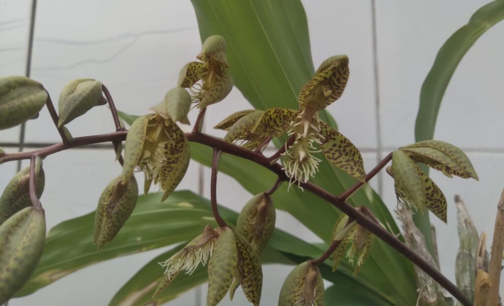 Orquídea Catasetum