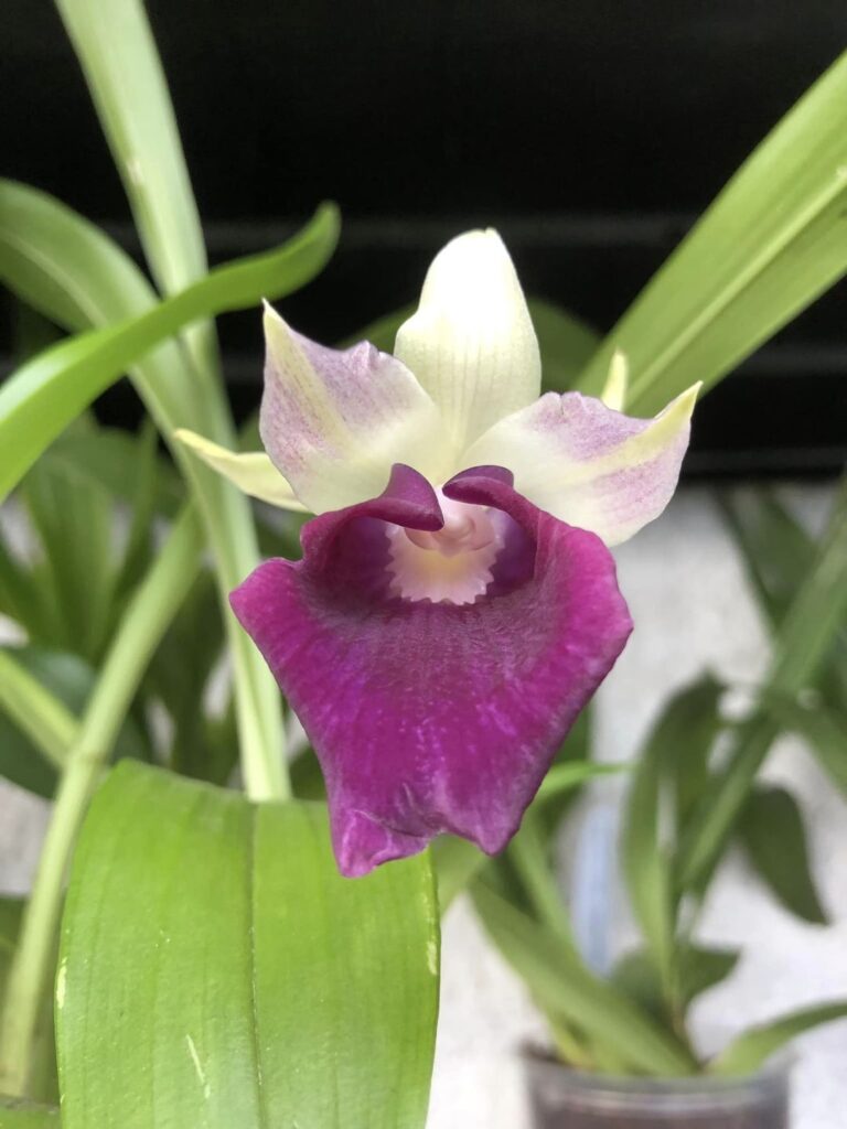 orquídea Cochleanthes en floración