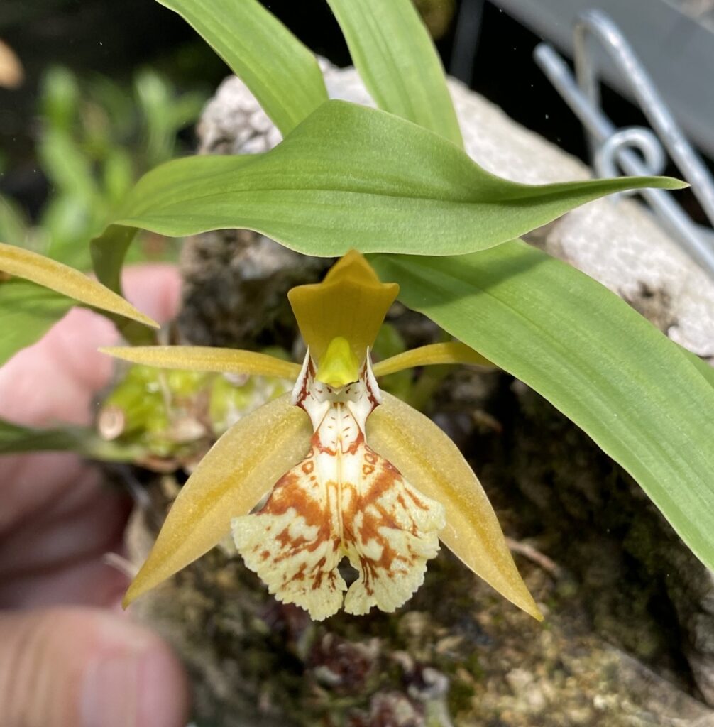 orquidea coelogyne