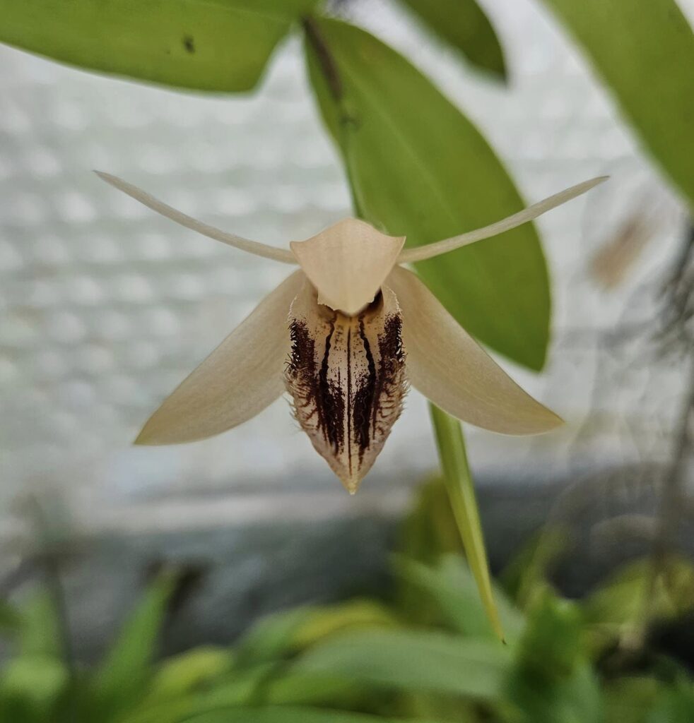 flor de orquidea coelogyne