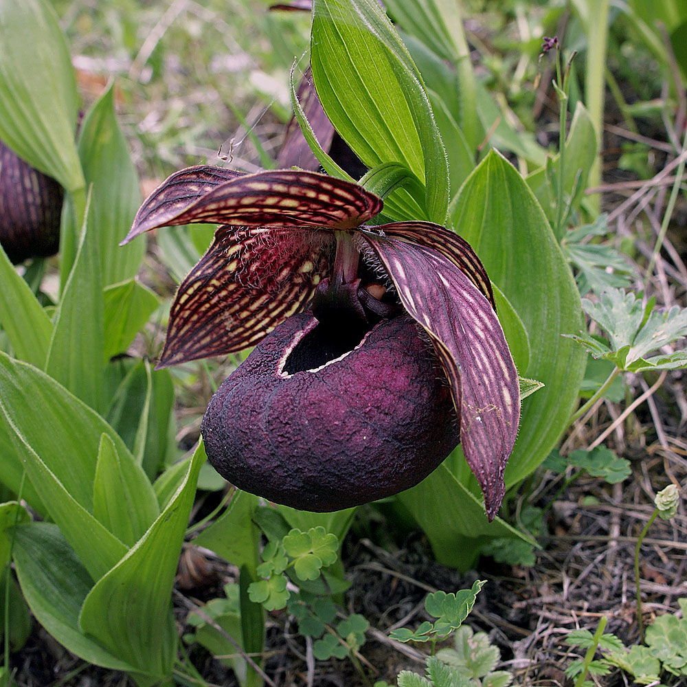 orquídeas moradas