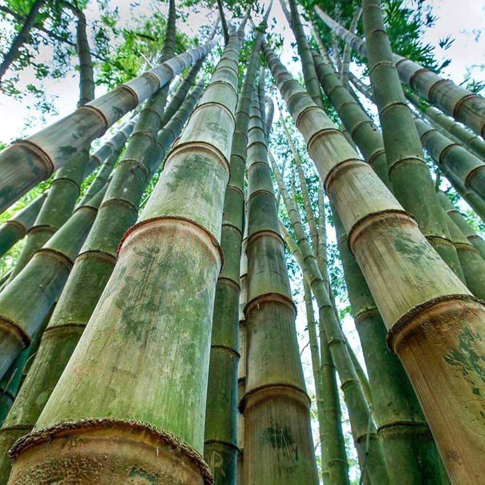 Dendrocalamus Giganteus, bambú gigante cuidados