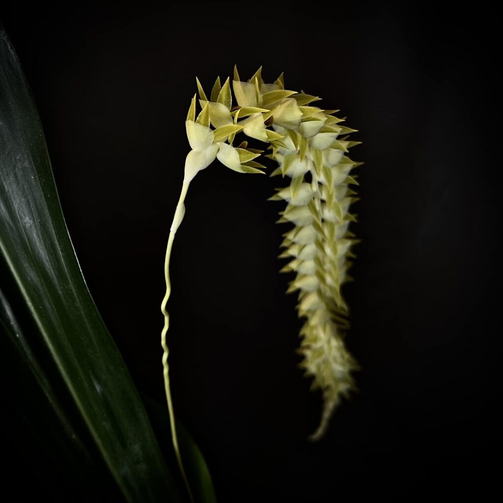 dendrochilum mangum