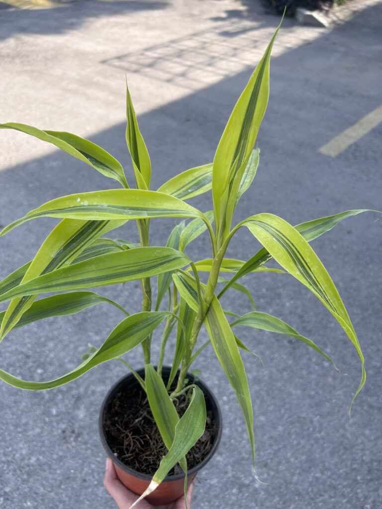 dracaena sanderiana, bambú de la suerte