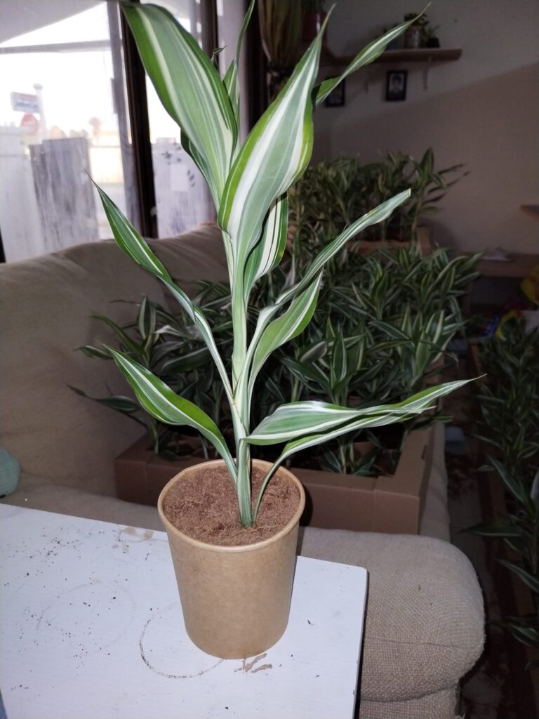 dracaena sanderiana en sustrato