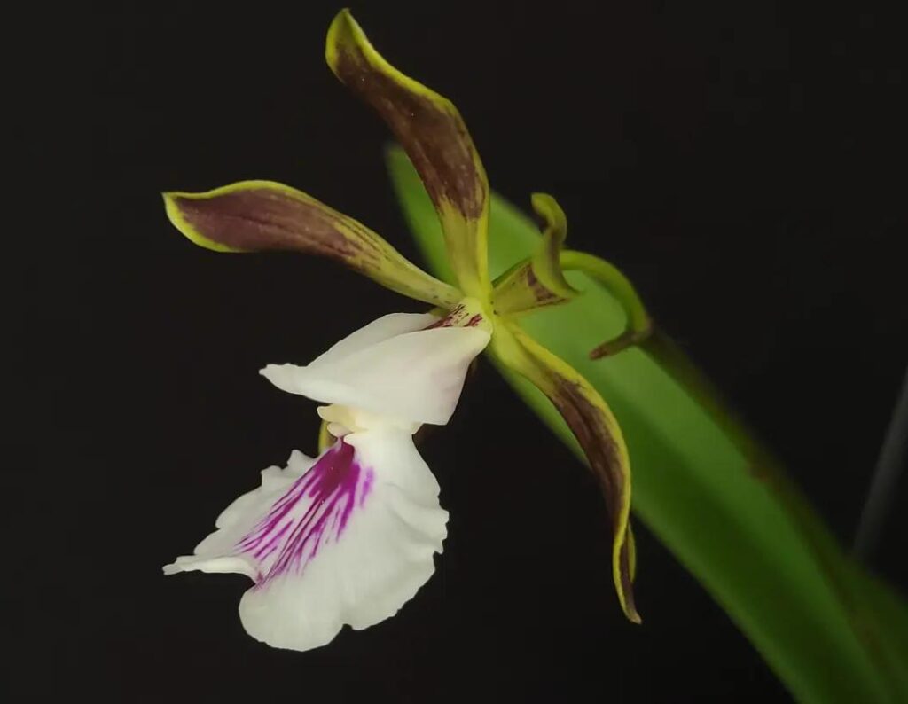 orquidea encyclia al detalle