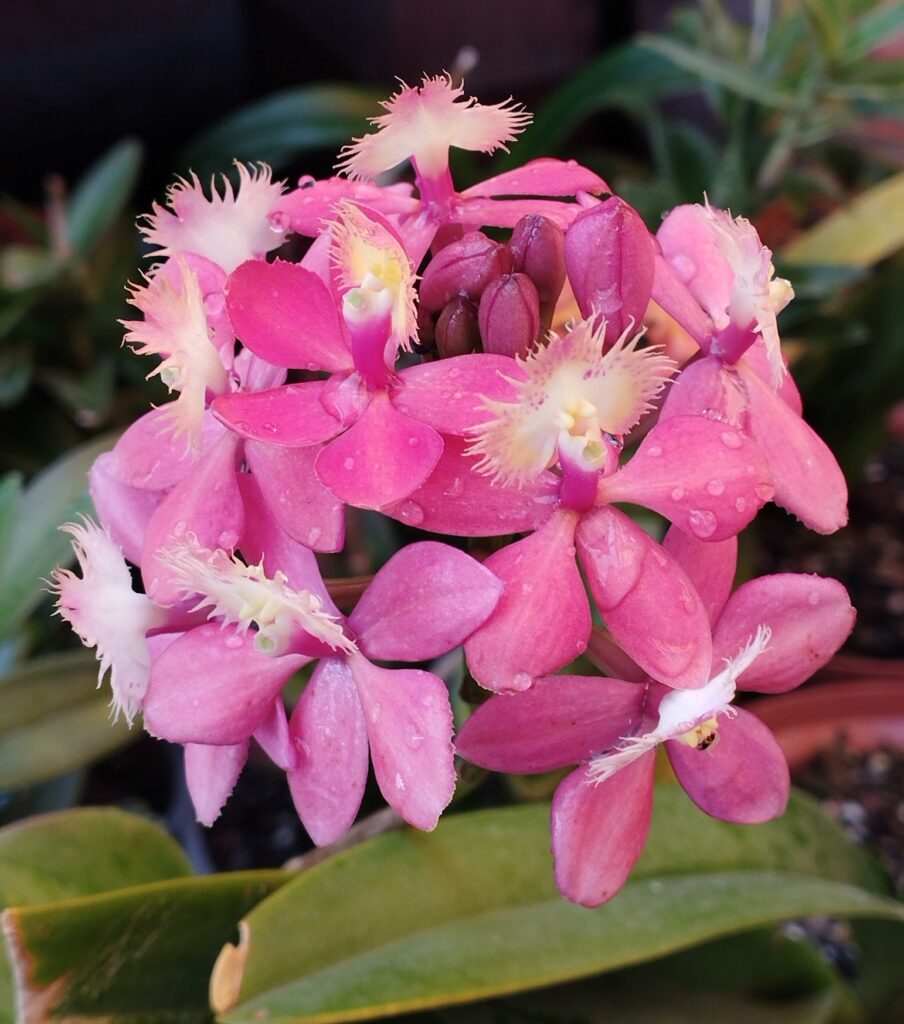 orquídea epidendrum