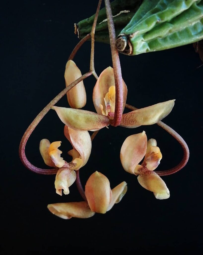 orquídea Gongora