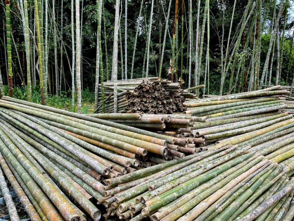 bambú gigante cosecha