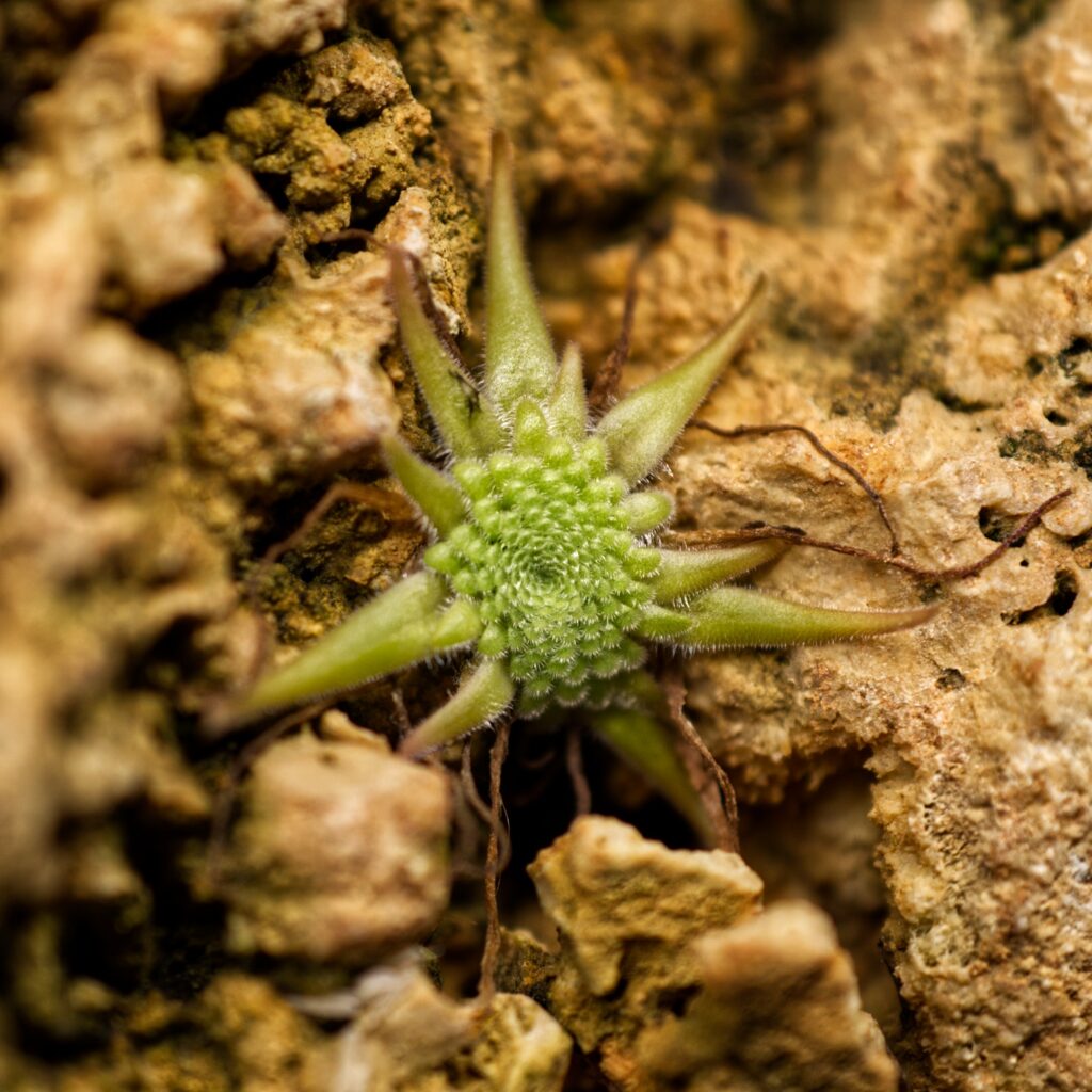 pinguicula gypsicola