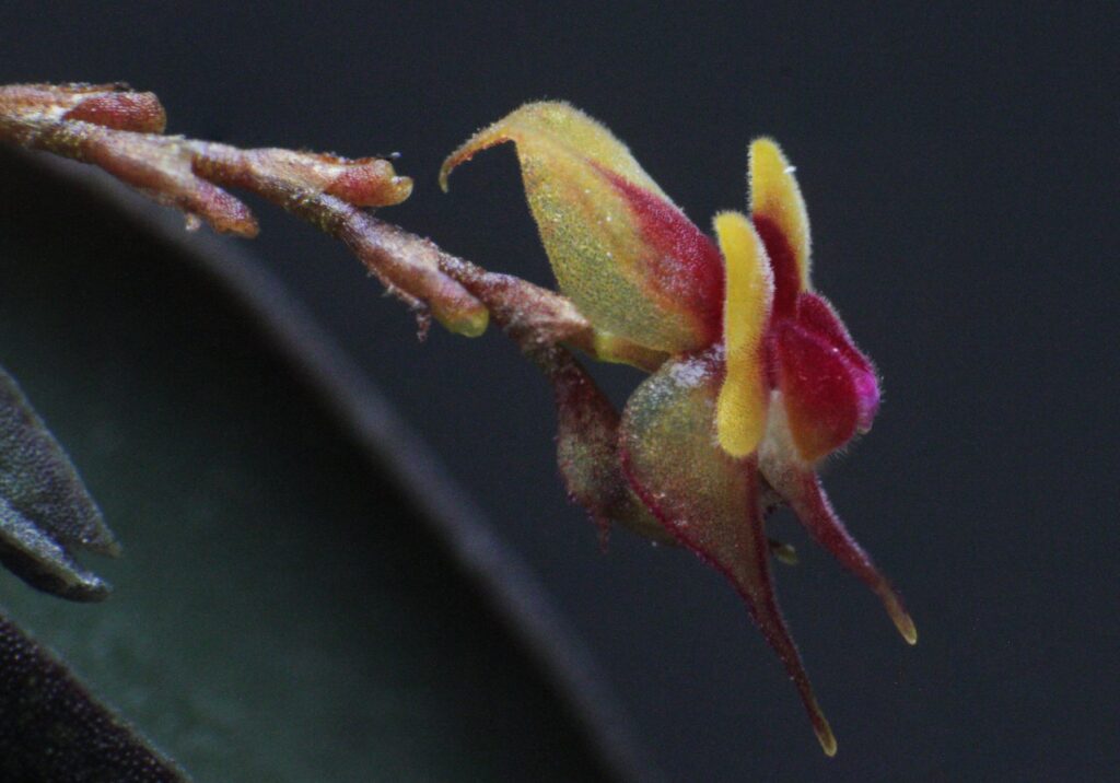 orquídea Lepanthes