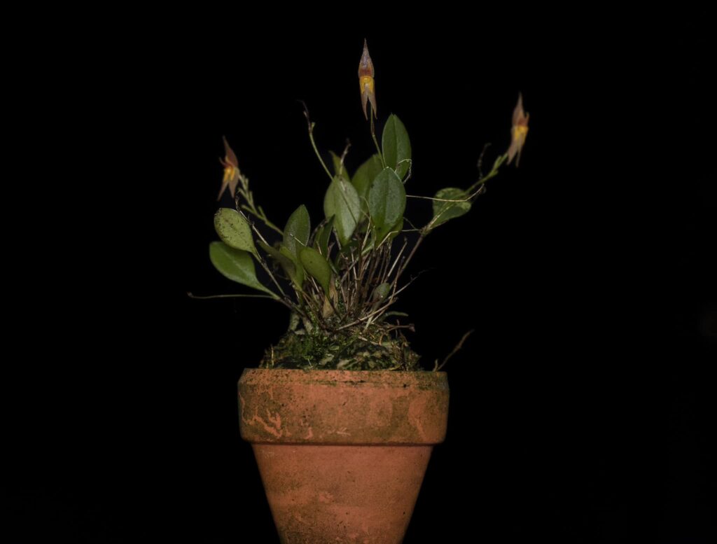 Cultivo orquídea Lepanthes