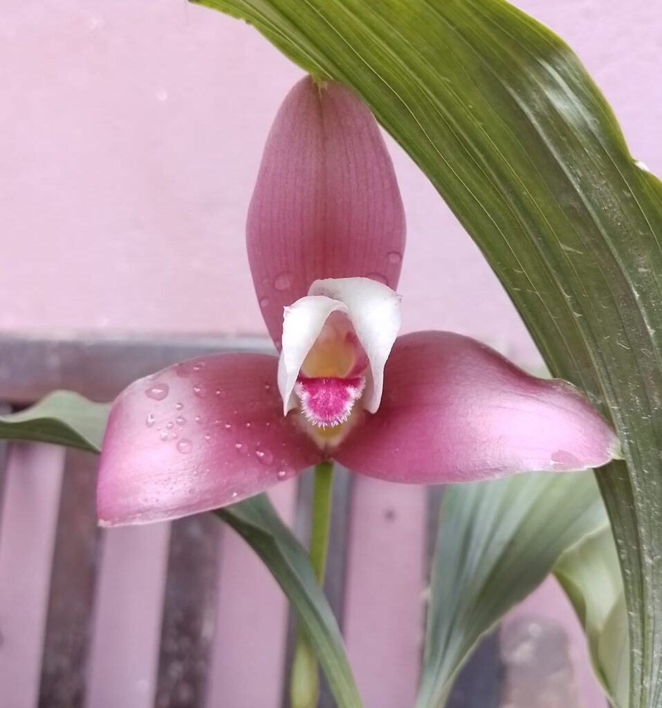 orquídea Lycaste orquídeas rosas