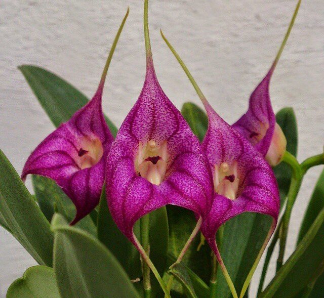 Orquídea Masdevallia en flor