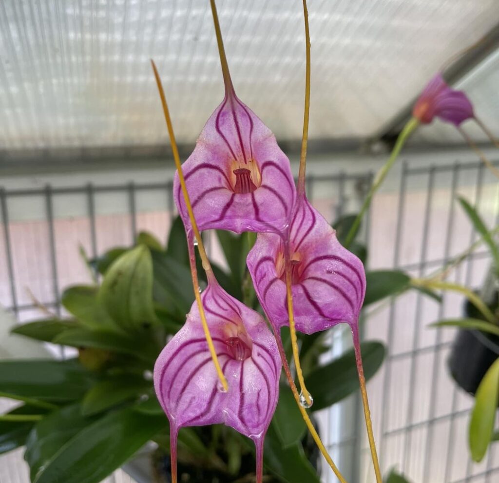 orquidea masdevallia