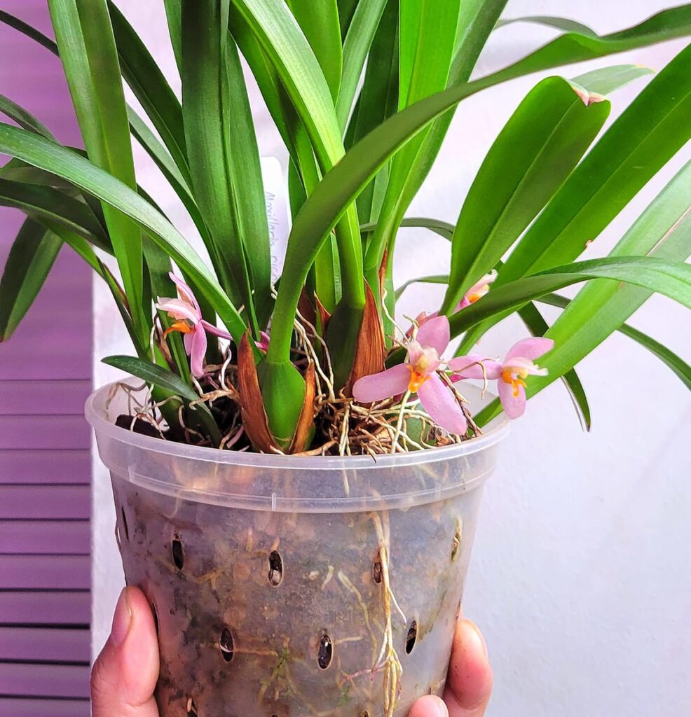 orquídea maxillaria en maceta