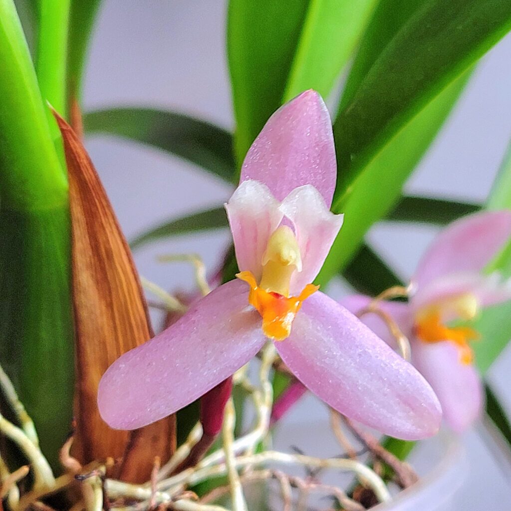 orquídeas rosas