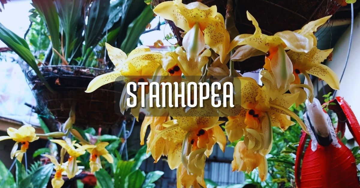 orquídea stanhopea