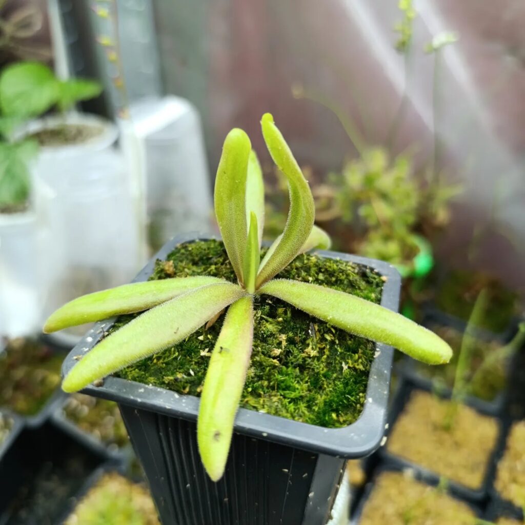 pinguicula moctezumae