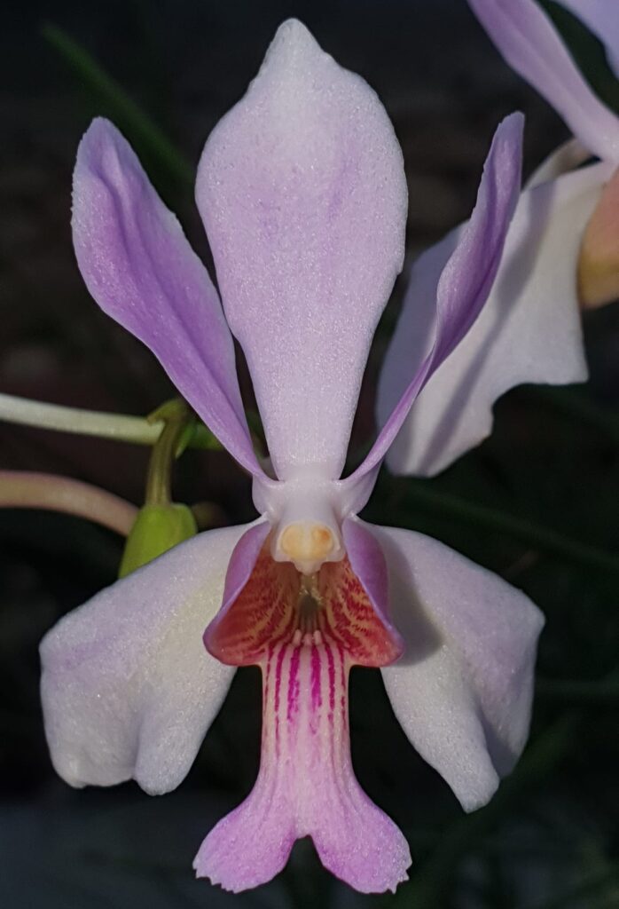 orquídea Neofinetia orquídeas rosas