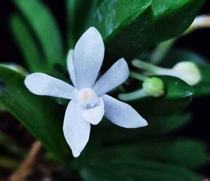 flor de orquídea neofinetia