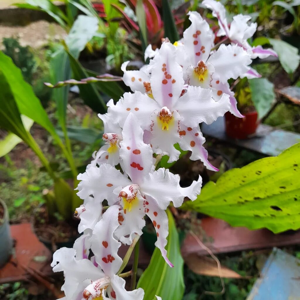 orquídea odontoglossum