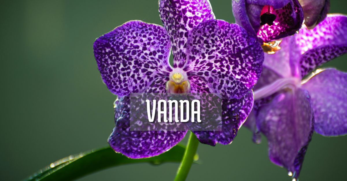 orquídea vanda en floración