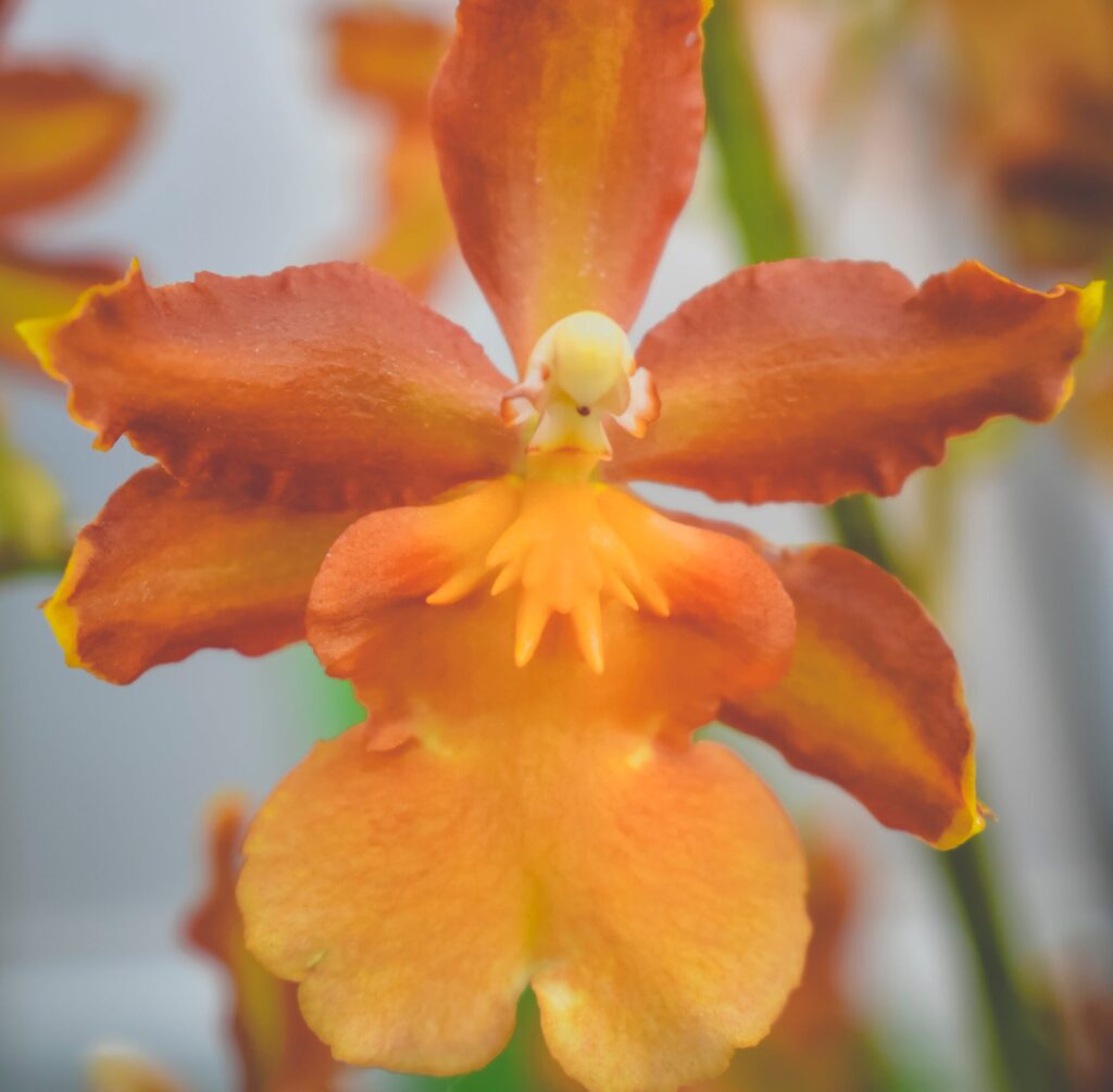 orquídea epidendrum en flor