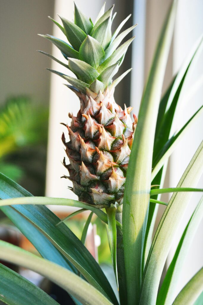 piña, ananas comosus